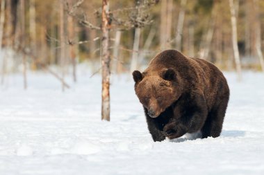 Büyük kahverengi ayı Fin Taiga 'sında karda yürürken fotoğrafını çekti.