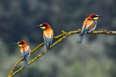Küçük bir dal üzerinde tünemiş üç renkli Avrupa bee-eaters (arı kuşu apiaster).