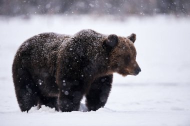 Finlandiya 'da kar yağışı yağarken kar üzerinde yürüyen güzel kahverengi ayı.