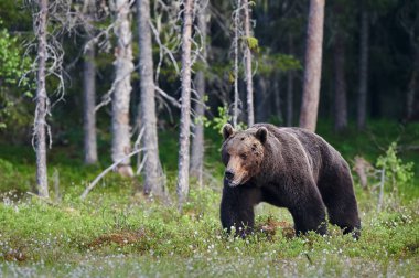 Finlandiya 'da sıkıcı bir ormanda yürüyen kahverengi ayı (Ursus arctos)