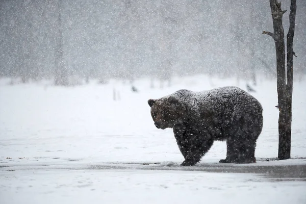 Hermoso Oso Pardo Caminando Nieve Finlandia Mientras Desciende Una Fuerte — Foto de Stock