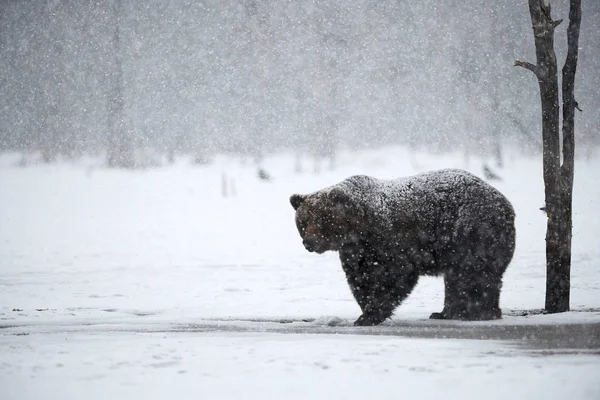 Belo Urso Marrom Andando Neve Finlândia Enquanto Desce Uma Forte — Fotografia de Stock