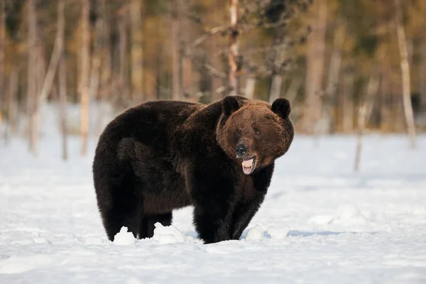 Великий Бурий Ведмідь Сфотографований Наприкінці Зими Під Час Прогулянки Снігом — стокове фото