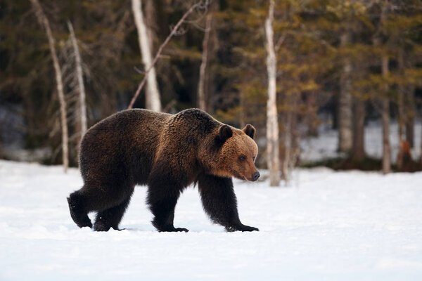 Big brown bear photographed in late winter while walking in snow in the Finnish taiga