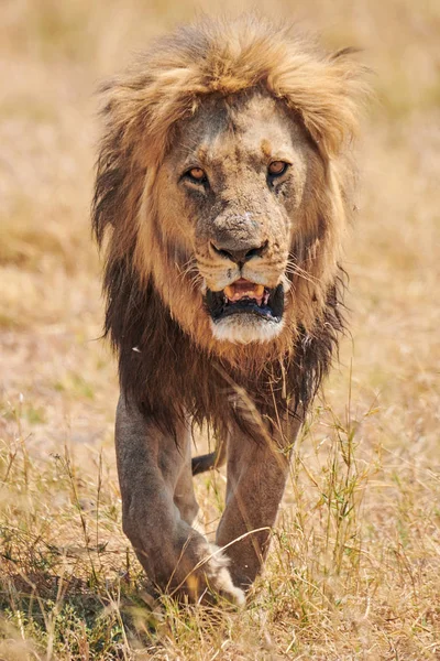 Piękny Ogromny Lew Panthera Leo Prawdziwym Królem Majestatycznie Spaceru Krzak — Zdjęcie stockowe