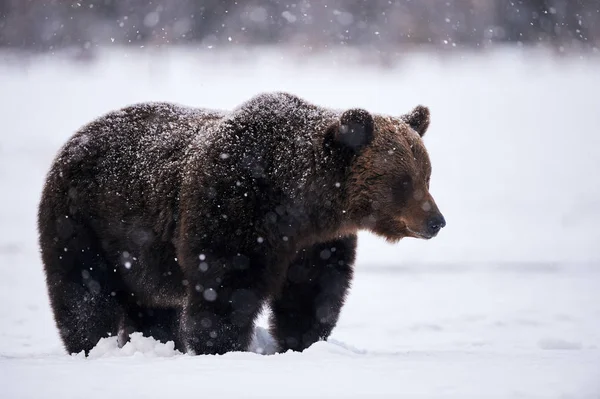 Krásný Medvěd Hnědý Procházky Sněhu Finsku Zatímco Klesá Silný Sníh — Stock fotografie