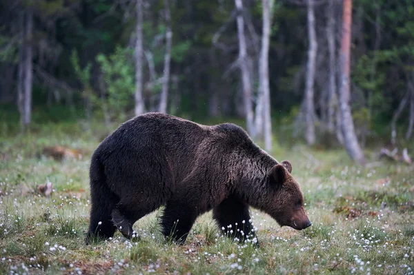 Dois Ursos Pardos Ursus Arctos Macho Fêmea Fotografado Uma Floresta — Fotografia de Stock
