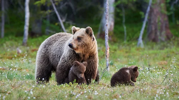 Matka Brown Bear Chroniąc Jej Szczeniaki Lesie Fiński — Zdjęcie stockowe