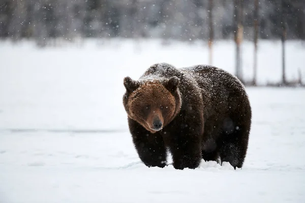 Прекрасний Бурий Ведмідь Ходить Снігу Фінляндії Спускаючись Під Снігопадом — стокове фото