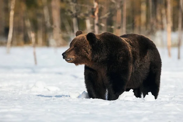 Большой Бурый Медведь Сфотографированный Поздней Зимой Время Прогулки Снегу Финской — стоковое фото