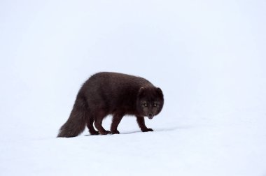 Mavi kutup tilkisi (Alopex lagopus) İzlanda 'da karda yürürken fotoğraflandı.