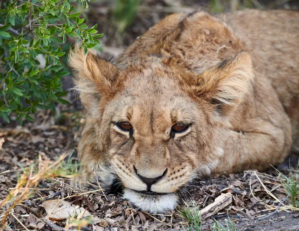 Petit Lionceau Couché Sur Sol Regarde — Photo