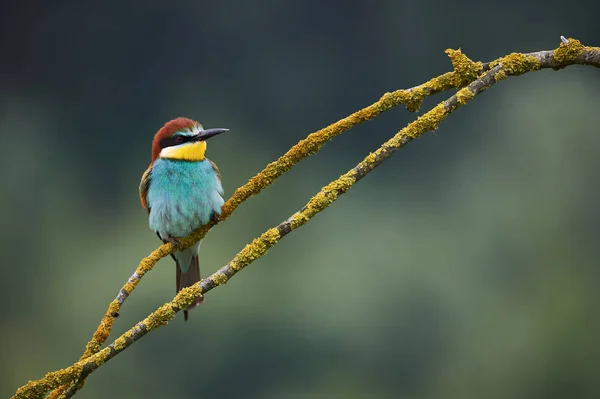 Mooie Europese Honingbij Eter Merops Apiaster Zat Een Gele Tak — Stockfoto