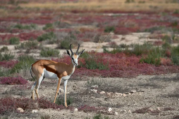 Naturliga Alplandskapet Schweiziska Alperna — Stockfoto