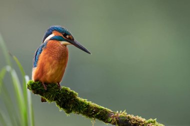 Güzel ve renkli yalıçapkını (Alcedo şuna), yosun kaplı bir şube tünemiş görünüyor bulmak için balık yakalamak için nehir su doğru.