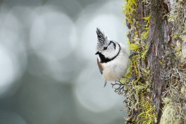 Ağaca tünemiş güzel tepeli baştankara (Lophophanes cristatus).