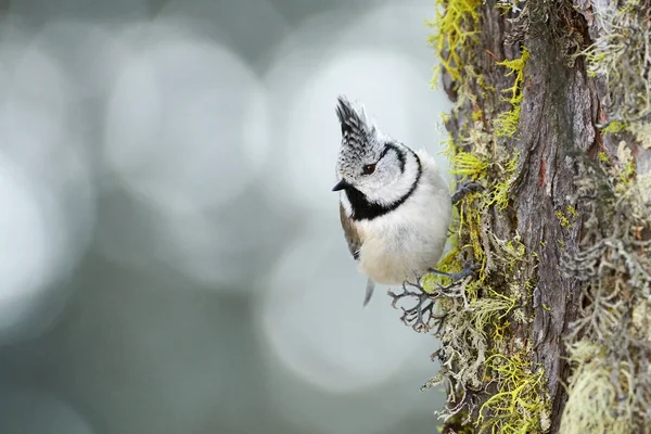 Beautiful Crested Tit Lophophanes Cristatus Perched Tree — Stock Photo, Image