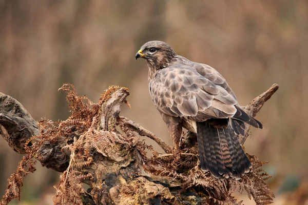 常见的秃鹰 Buteo Buteo 一种羽毛种类繁多的猛禽 — 图库照片