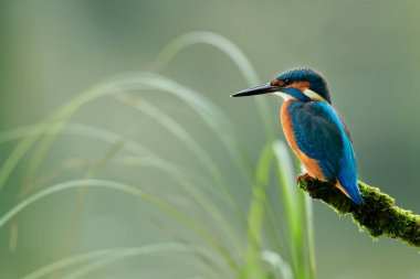 Beautiful and colorful kingfisher (Alcedo atthis) perched on a branch covered in moss, looks toward the water of the river in search of fish to catch. clipart