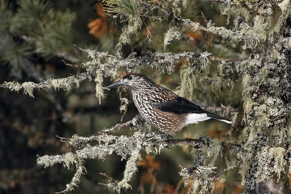 Beautiful Nutcracker Nucifraga Caryocatactes Perched Branch Coniferous Mountain Forest Observes — Stock Photo, Image