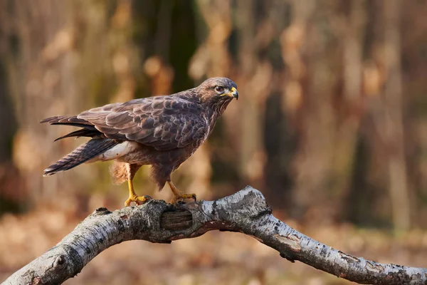 Schöner Europäischer Mäusebussard Buteo Buteo Thront Auf Einem Birkenzweig — Stockfoto