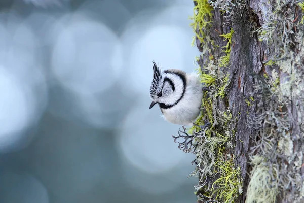 Beautiful Crested Tit Lophophanes Cristatus Perched Tree — Stock Photo, Image