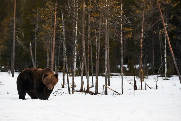 Большой Бурый Медведь Сфотографированный Поздней Зимой Время Прогулки Снегу Финской — стоковое фото
