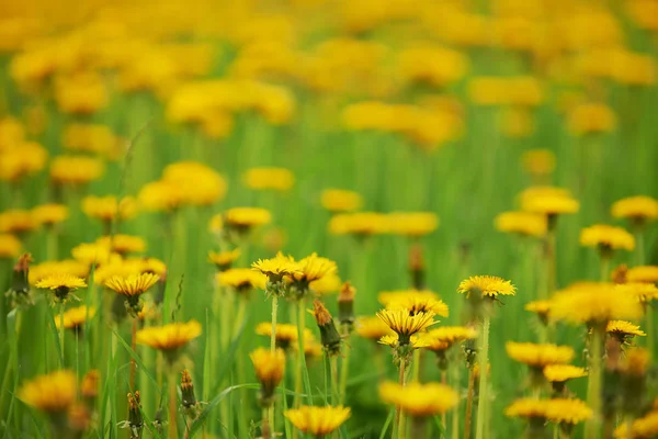 Beautiful Field Dandelions Intentionally Blurred Photographed Summer — Stock Photo, Image