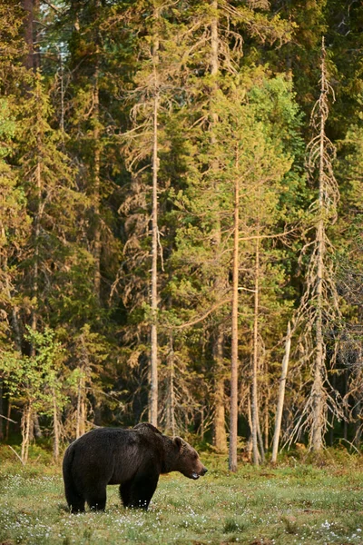 Дикий Бурый Медведь Ursus Arctos Гуляет Зеленой Финской Тайге Рассвете — стоковое фото