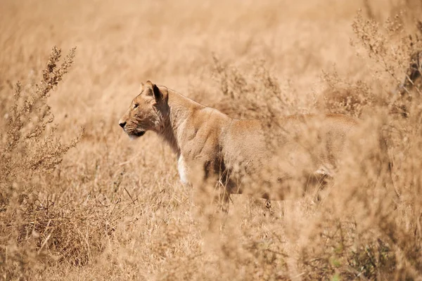 Wild lioness (Panthera leo) walks in the yellow savannah of Botswana.