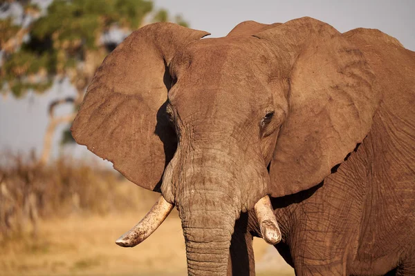 Retrato Elefante Africano Loxodonta Africana Fotografiado Durante Hermoso Safari Boswana — Foto de Stock