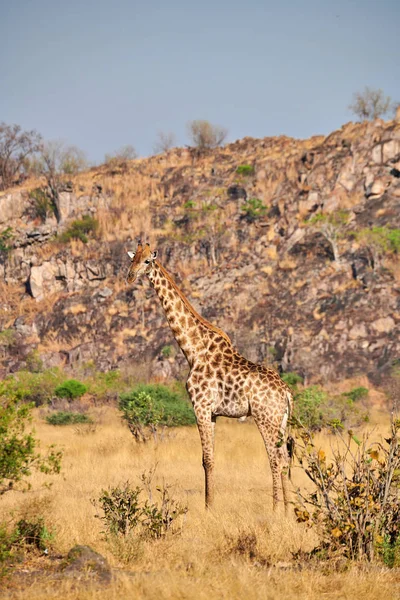 Żyrafa Giraffa Camelopardalis Stojąca Afrykańskiej Sawannie Rozgląda Się Dookoła — Zdjęcie stockowe