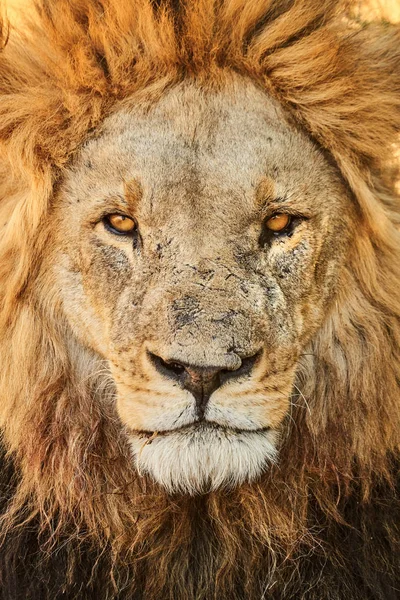 León Africano Panthera Leo Fotografiado Cerca Parque Nacional Botsuana —  Fotos de Stock