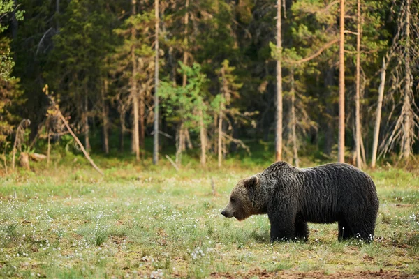 Dziki Niedźwiedź Brunatny Ursus Arctos Chodzenie Zielony Taiga Fiński Świcie — Zdjęcie stockowe