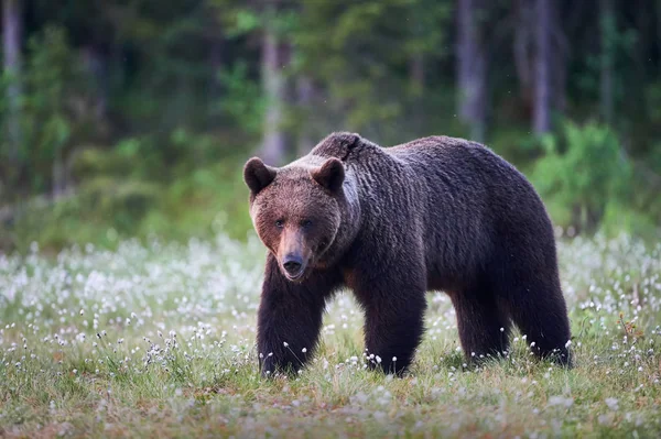 Urso Marrom Andando Livre Taiga Finlandesa — Fotografia de Stock