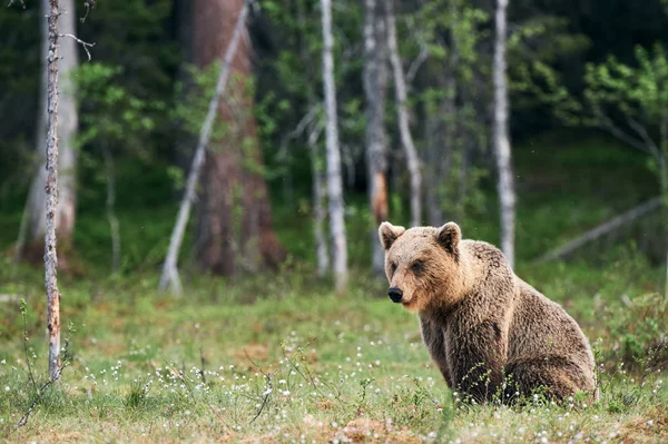 Urso Castanho Selvagem Caminhando Taiga Finlandês Verde Amanhecer — Fotografia de Stock