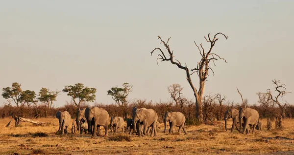 Den Afrikanska Savannen Går Flock Elefanter Loxodonta Africana För Att — Stockfoto