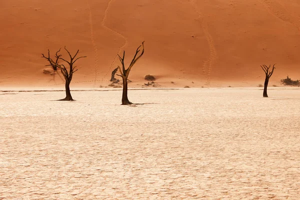 Beau Paysage Dans Désert Namibien Deadvlei — Photo