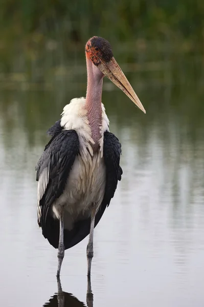 马拉布鹤 站在非洲湖的水中 等着吃东西 — 图库照片