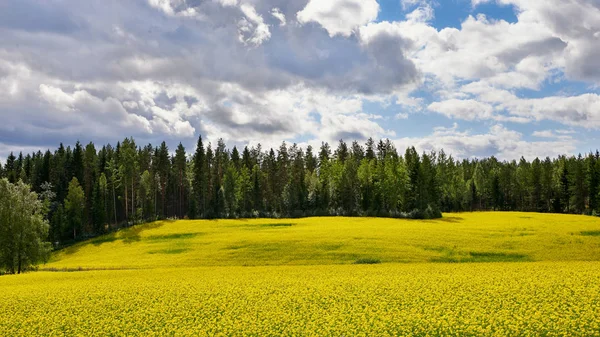 Hermoso Campo Flores Colza Amarillas Con Árboles Verdes Fondo Fotografiado —  Fotos de Stock