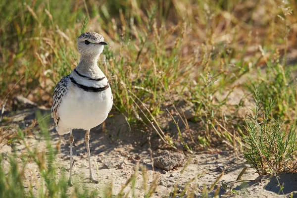 Double-banded courser (Rhinoptilus africanus), also known as the two-banded courser is an african bird