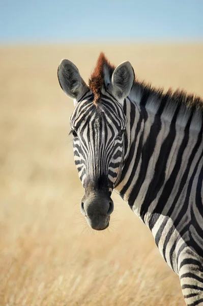 Bir Zebra Namibya Çekildi Bush Portresi — Stok fotoğraf