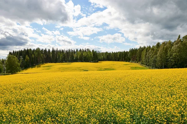 Beautiful Field Yellow Rapeseed Flowers Green Trees Background Photographed Summer — Stock Photo, Image