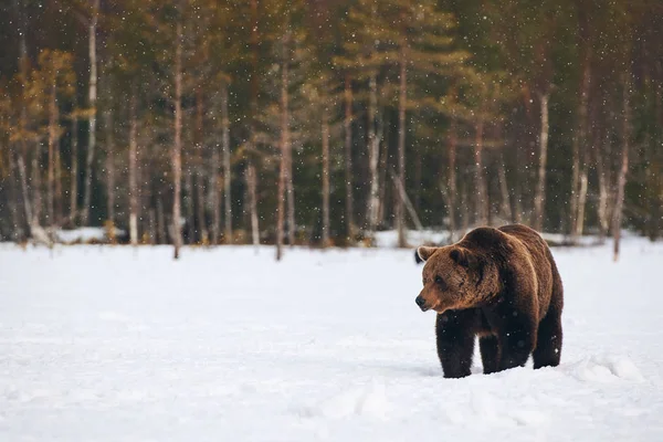 Gros Ours Brun Photographié Fin Hiver Alors Marchait Dans Neige — Photo