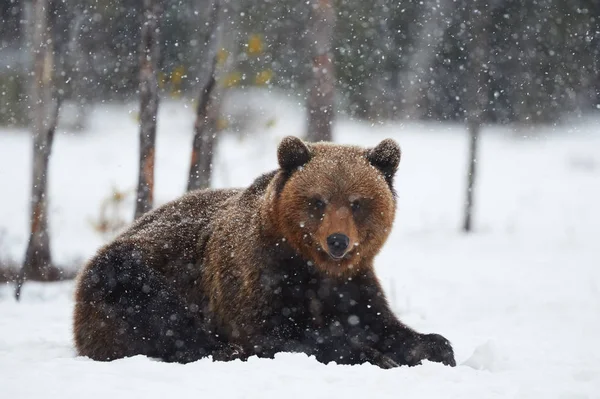 Urso Marrom Deitado Neve Sob Uma Forte Queda Neve Dia — Fotografia de Stock