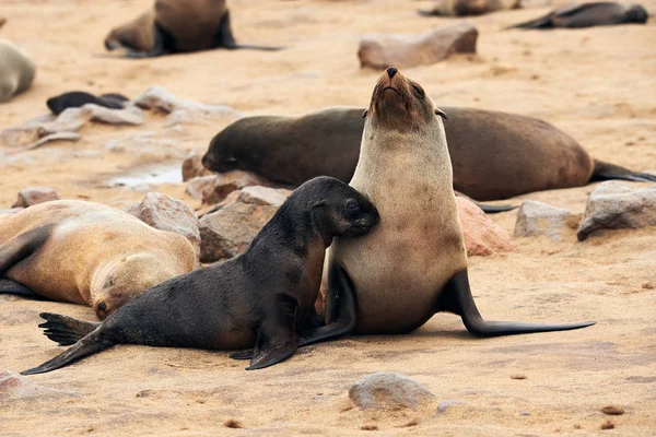 Madre Cachorro Foca Del Cabo Arctocephalus Pusillus Fotografiado Cruz Del —  Fotos de Stock