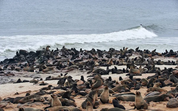 Великая Колония Тюленей Мысе Крест Намибии — стоковое фото
