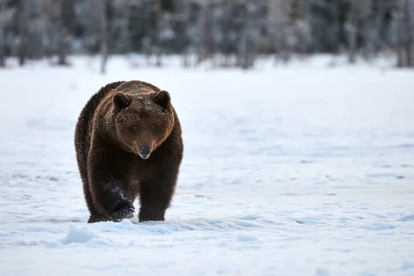 Kahverengi ayı karda yürüme — Stok fotoğraf