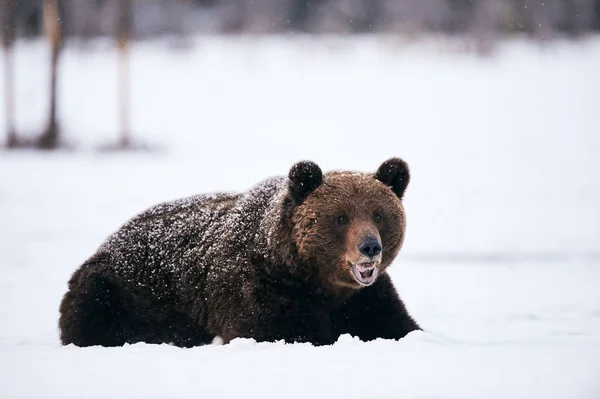 Ведмідь на снігу — стокове фото