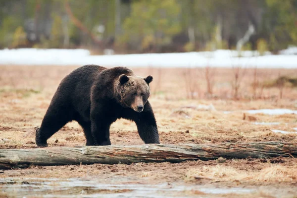 Oso pardo en la taiga —  Fotos de Stock